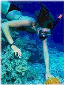 watchdiver.jpg